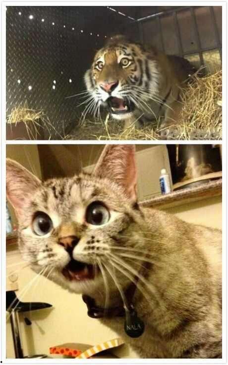 猫和老虎的图片,揭秘猫科动物的神秘魅力